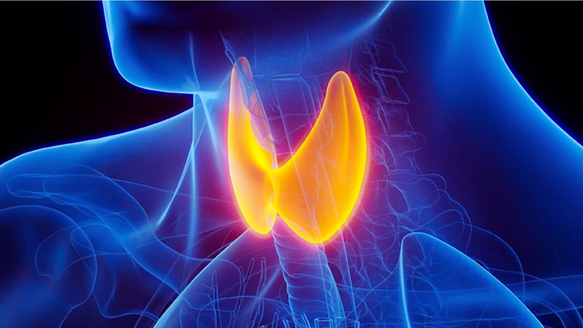 Thyroid